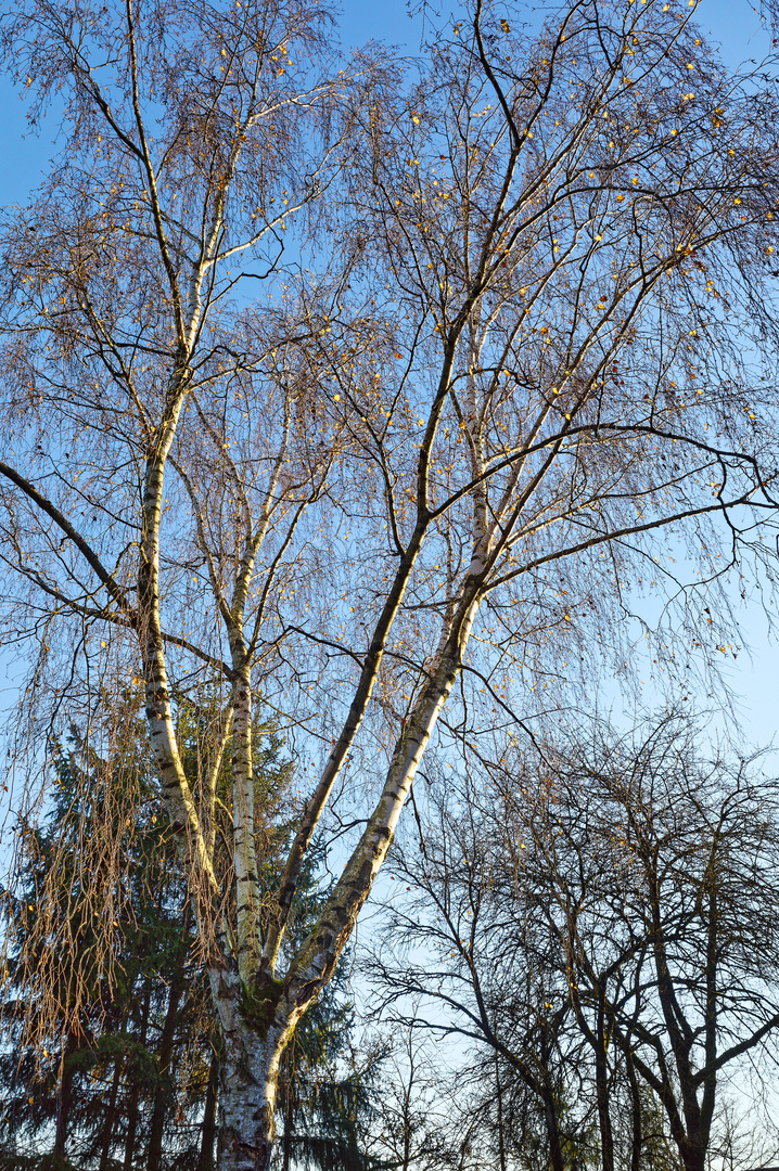 Herbstsonne in der Birkenkrone