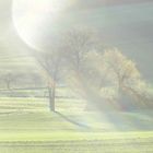 Herbstsonne in der Feldmarkt