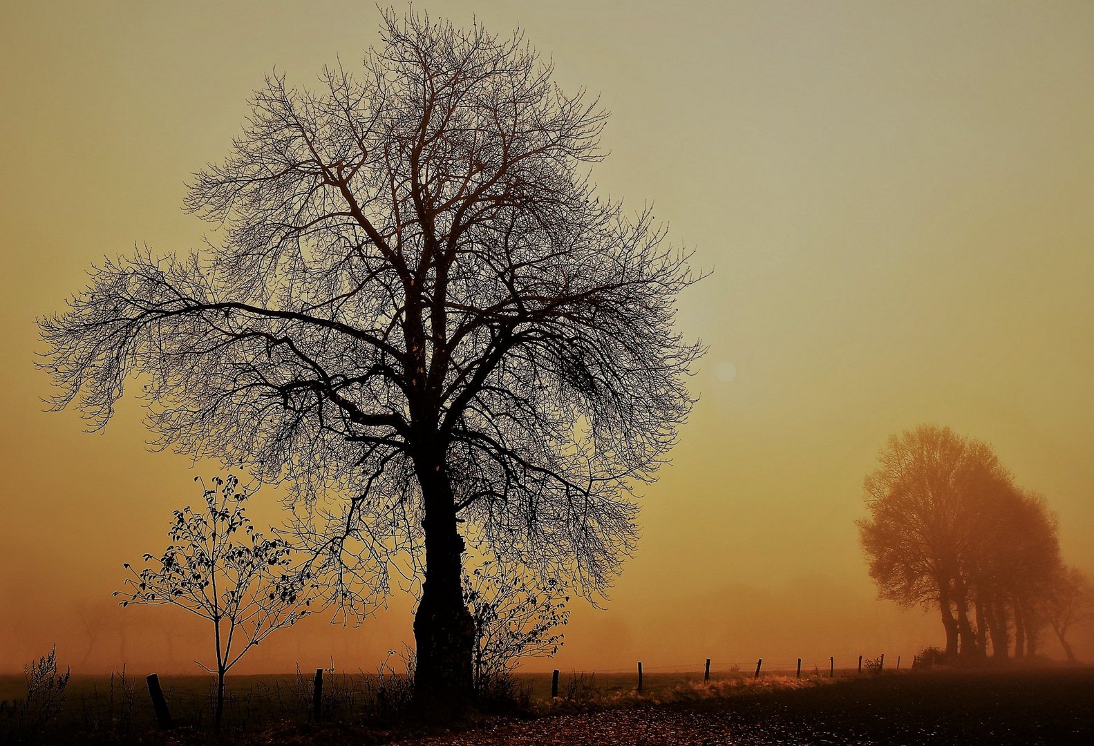 Herbstsonne kämpft sich durch den Nebel