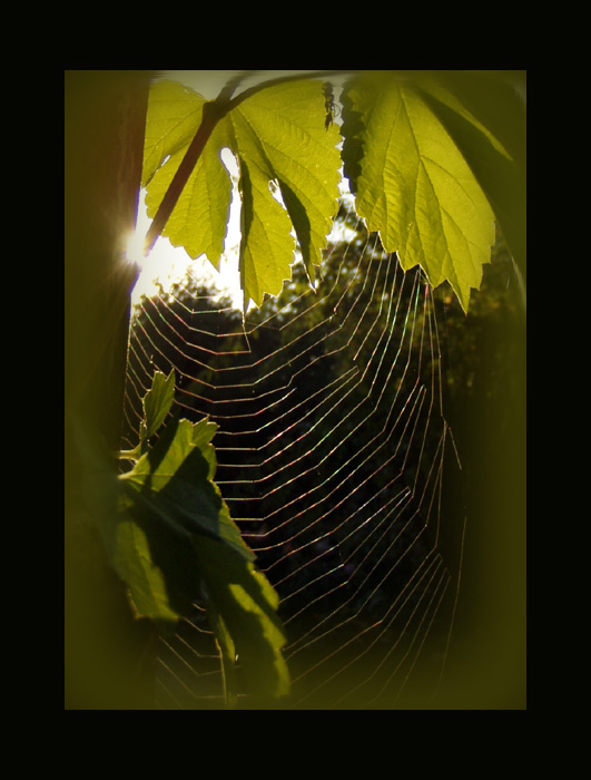 Herbstsonne - mild