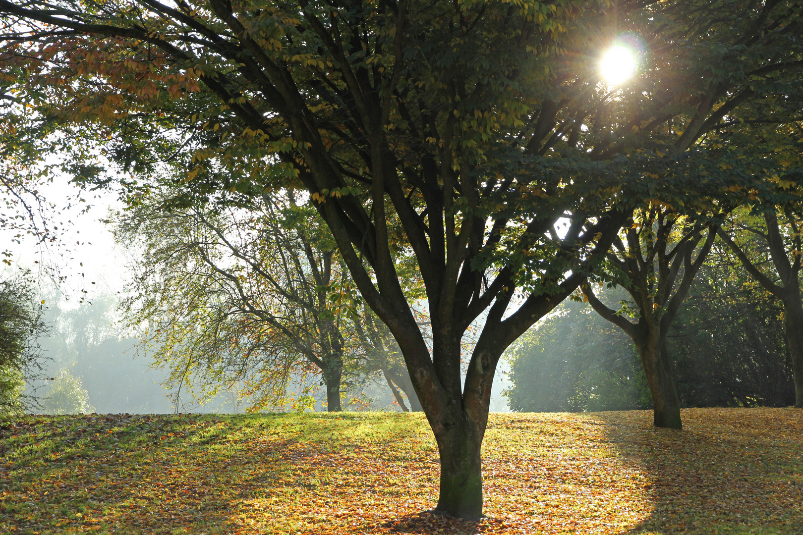 Herbstsonne mit Nebel