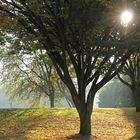 Herbstsonne mit Nebel