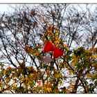 Herbstsonne - Mögen Eure Wünsche nicht im Geäst des Lebens hängen bleiben