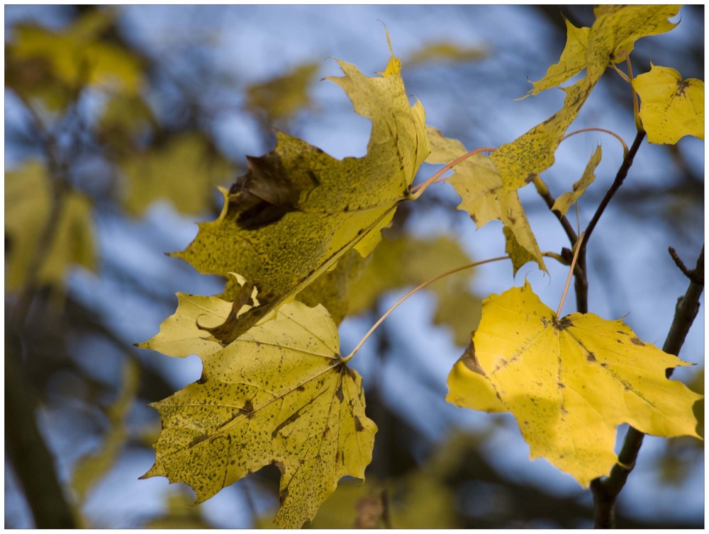 Herbstsonne ,o)