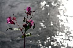 Herbstsonne scheint auf die Este...