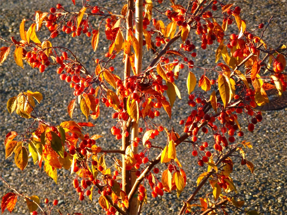 Herbstsonne tanken Marke: Zierapfel