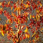 Herbstsonne tanken Marke: Zierapfel