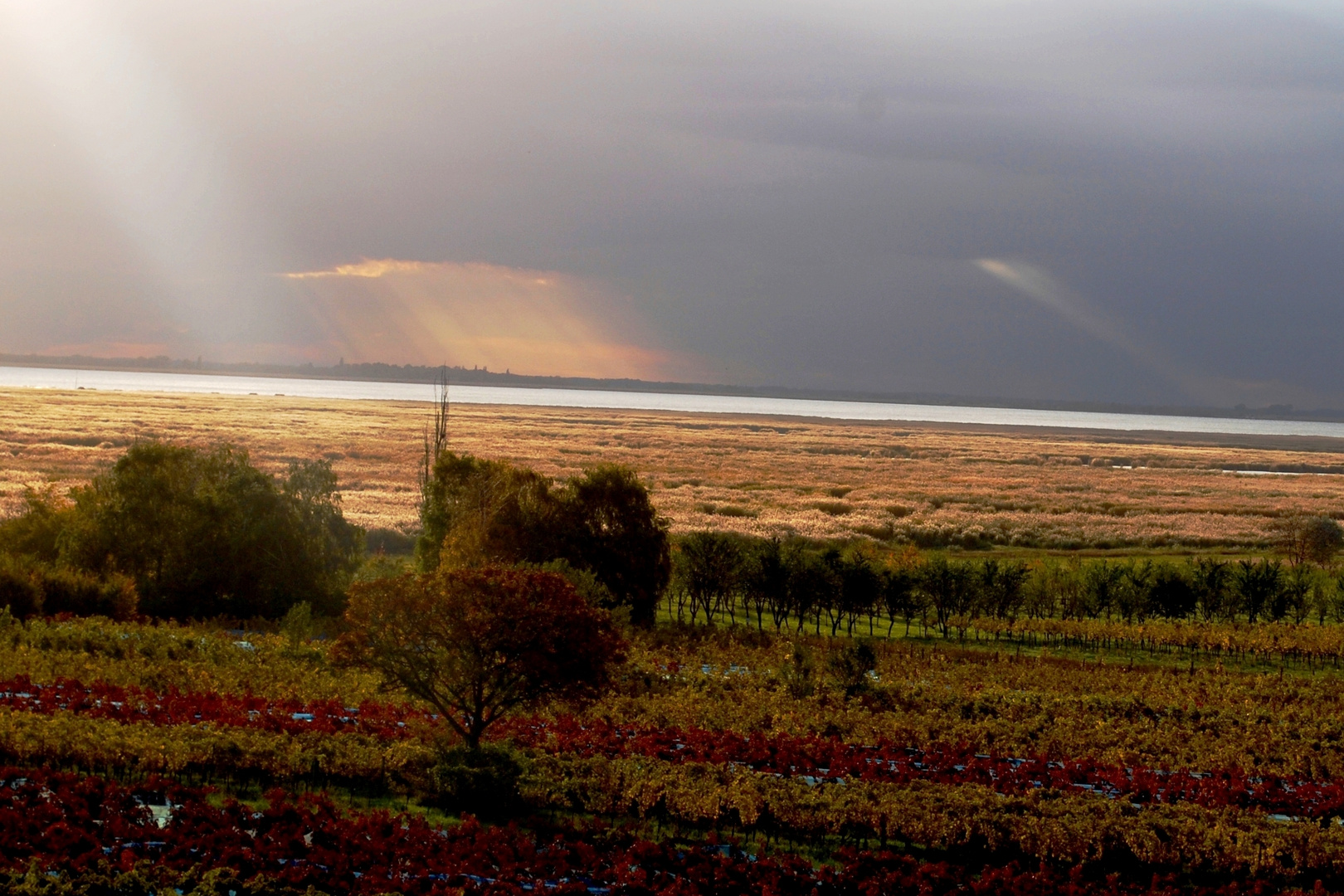 Herbstsonne über dem Neusiedlersee