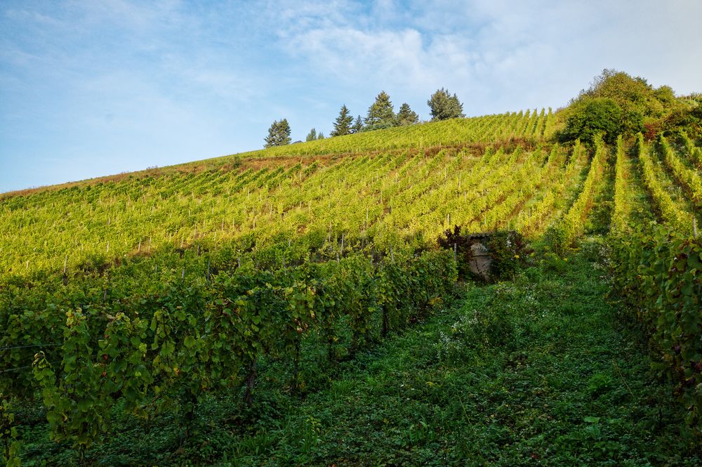 Herbstsonne über dem Weinberg