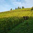 Herbstsonne über dem Weinberg