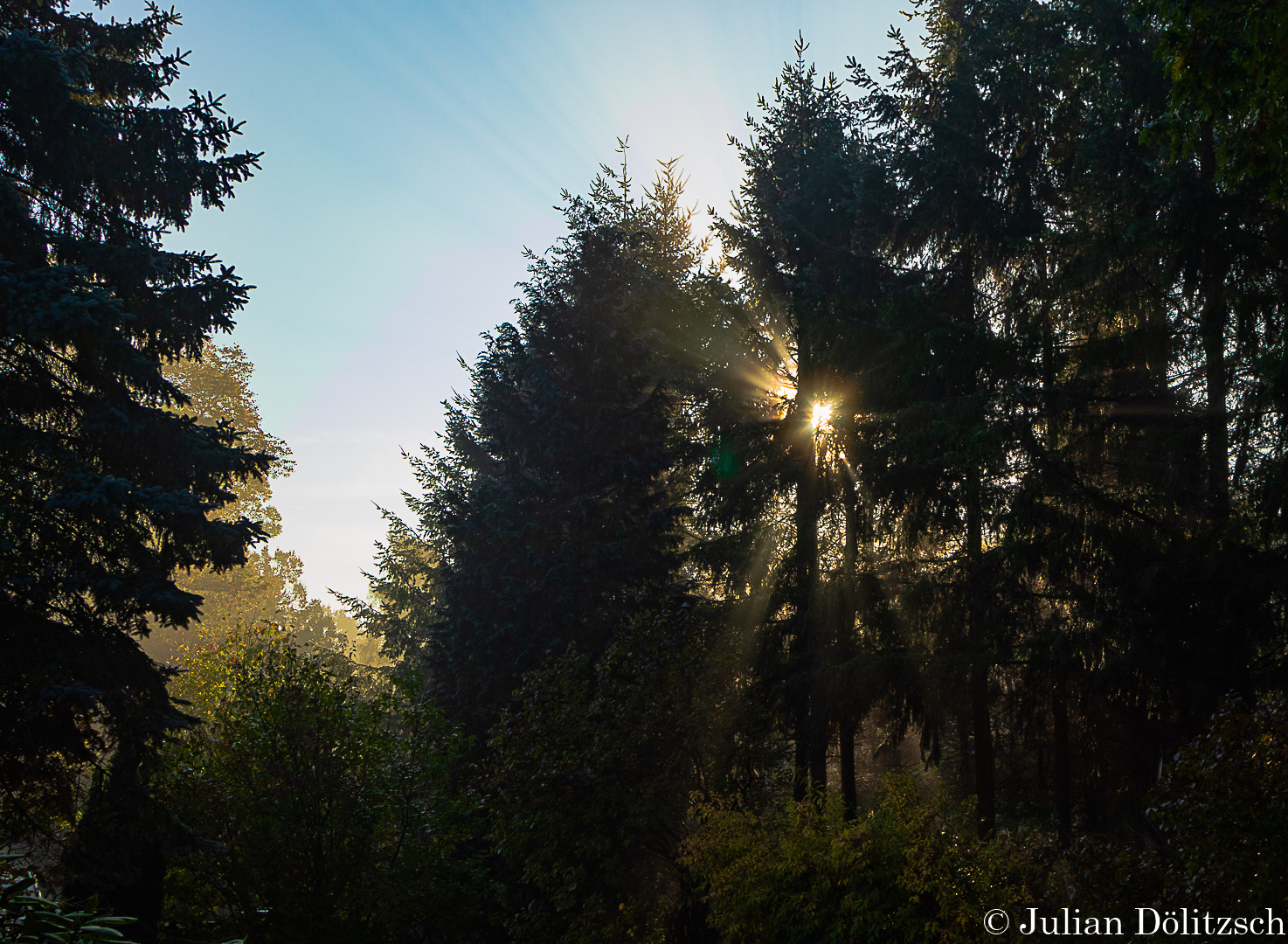 Herbstsonne und Fichten