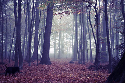 herbstsonne wegen Bodenneben ausgefallen.