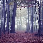 herbstsonne wegen Bodenneben ausgefallen.