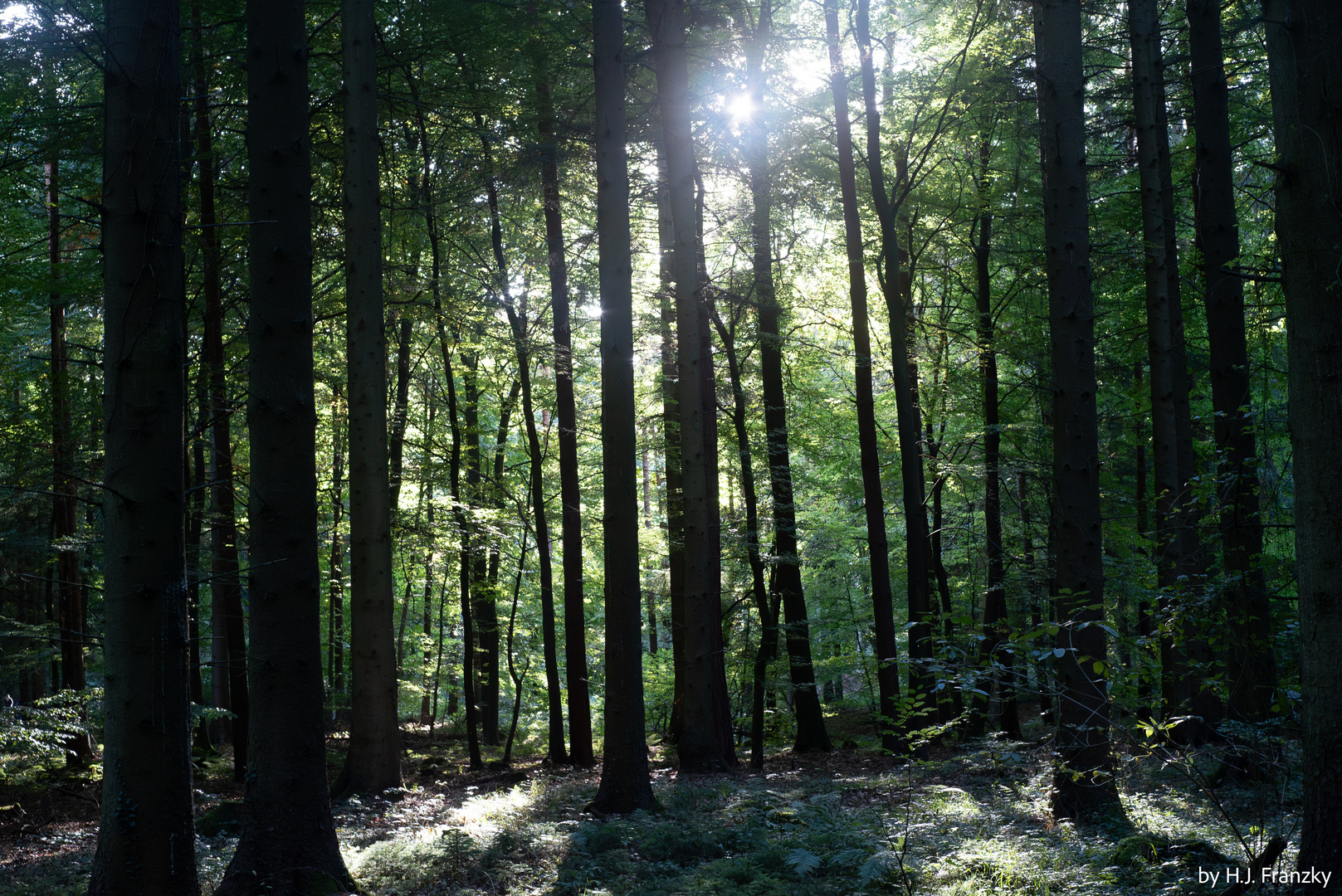 Herbstsonne zwischen Buchen