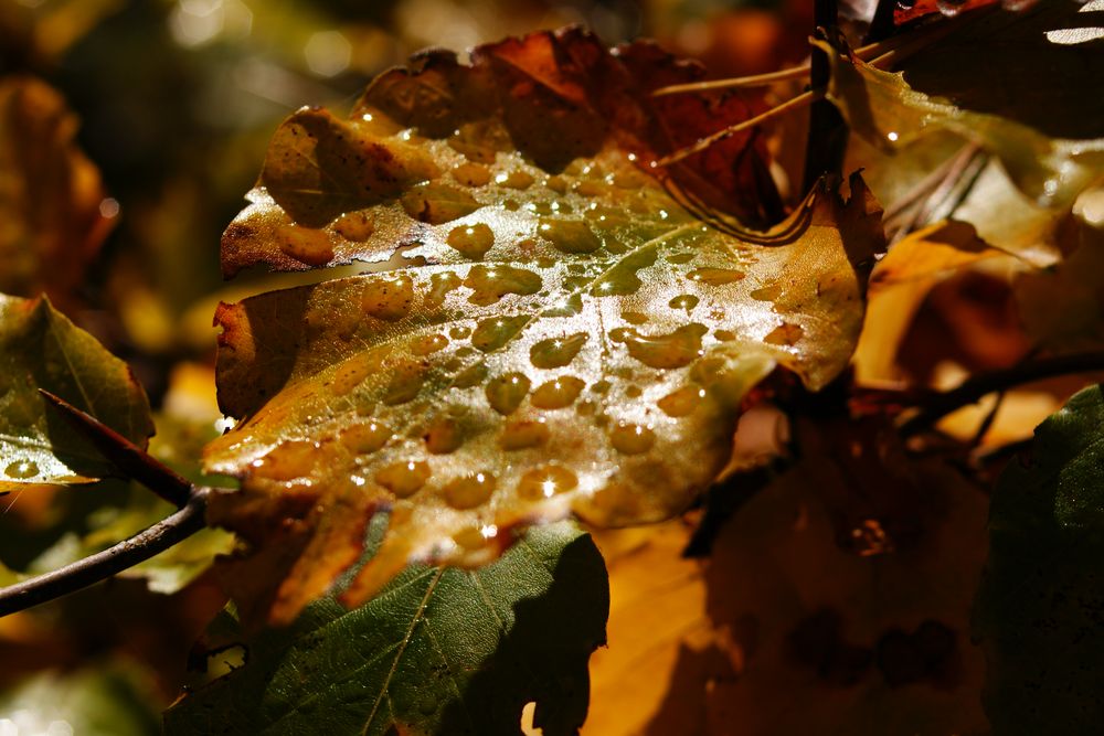 HerbstSonneLaub