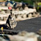 Herbstsonnenbad