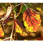 Herbstsonnenblätter
