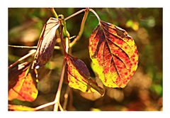 Herbstsonnenblätter