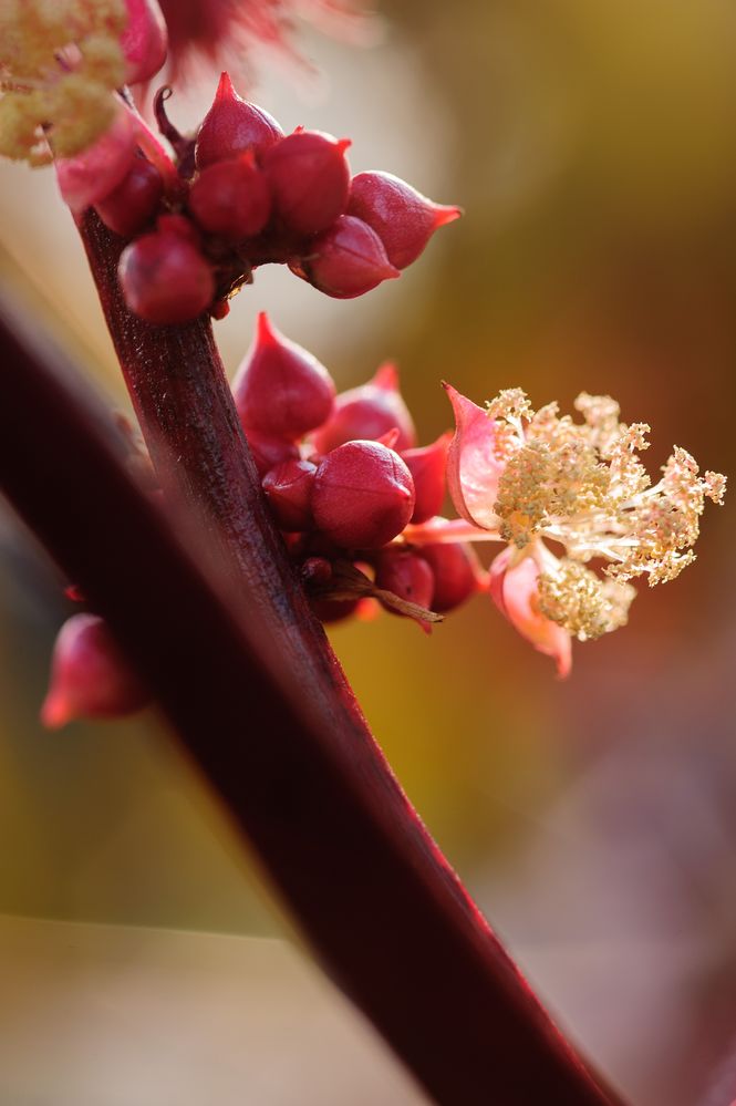 Herbst(Sonnen)Blume