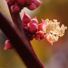 Herbst(Sonnen)Blume