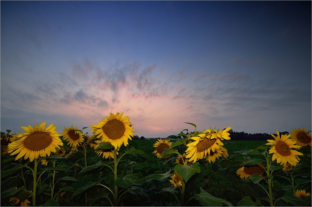 Herbstsonnenblumen