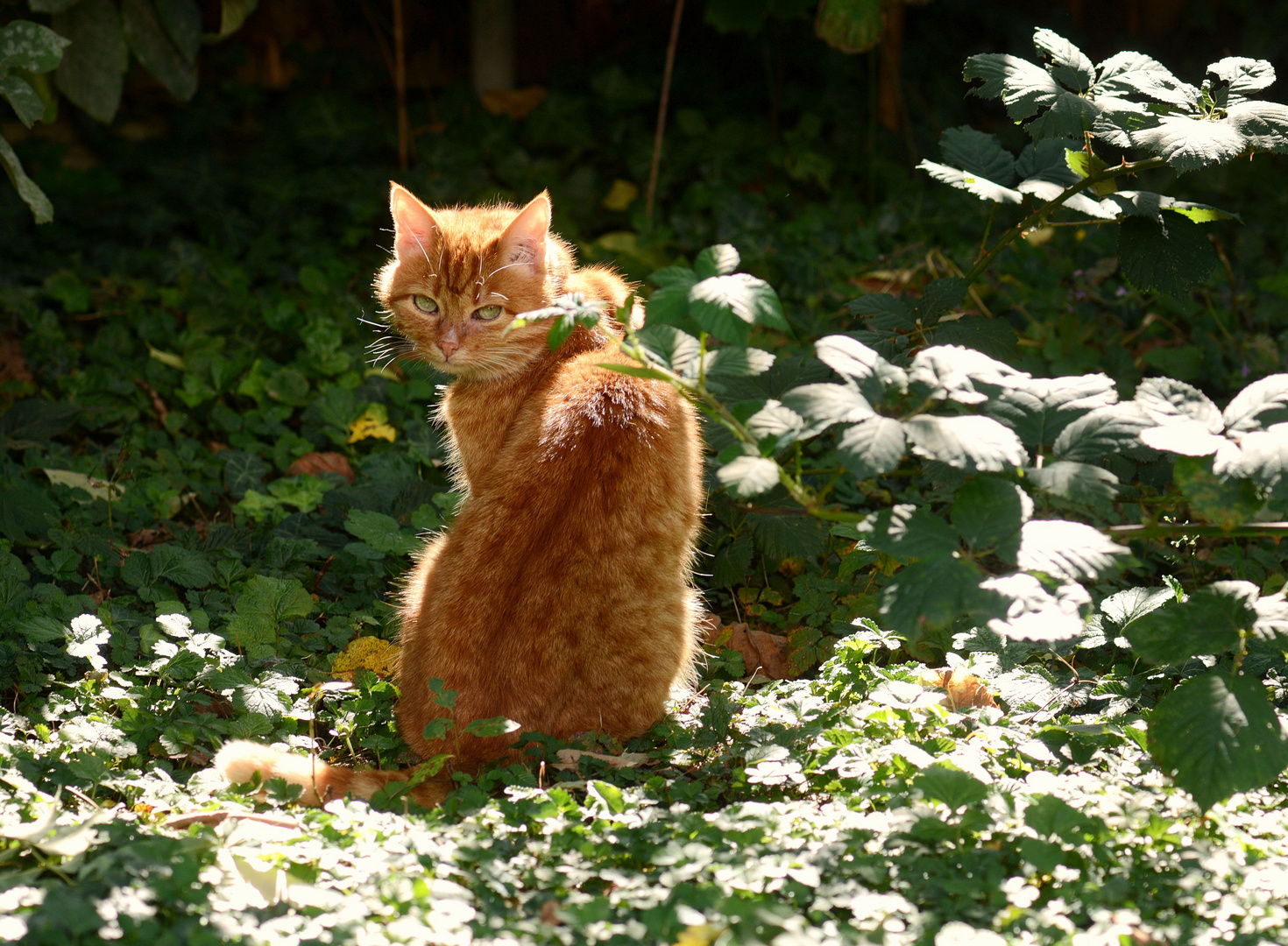 Herbstsonnenkater