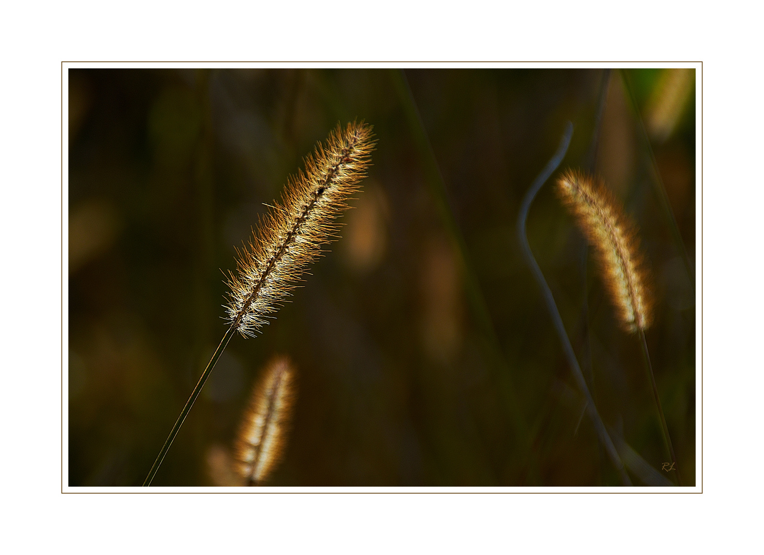 HerbstSonnenLicht