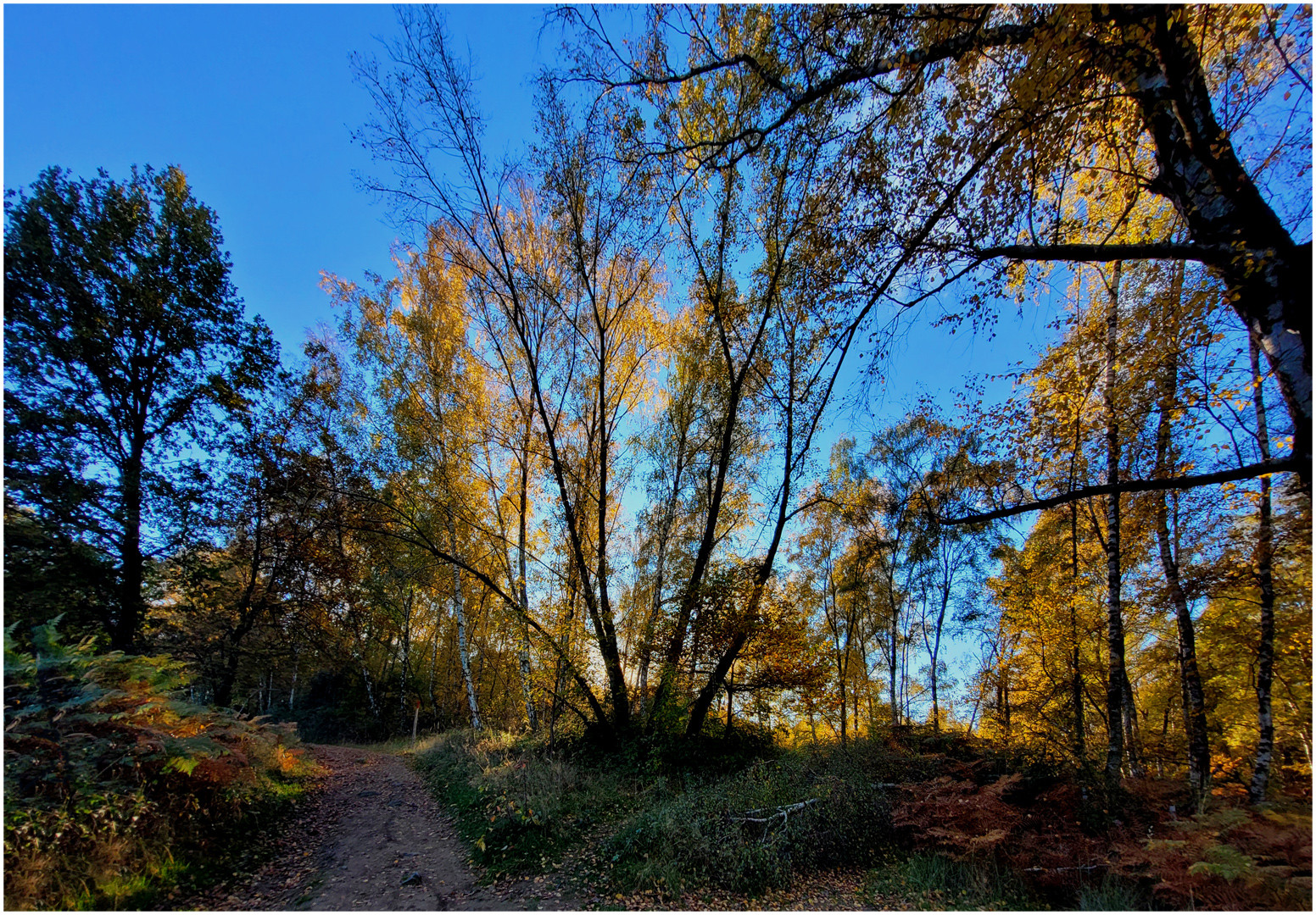 *Herbst*Sonnen*Licht*