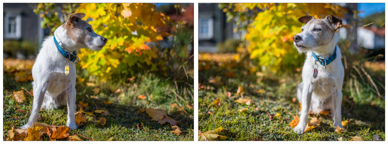 Herbstsonnenlichtgenießer 