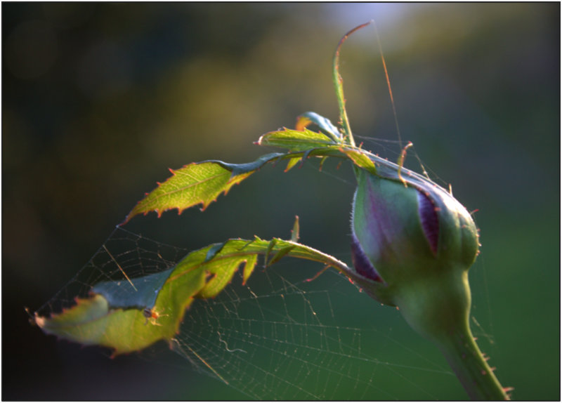 Herbstsonne...nochmal