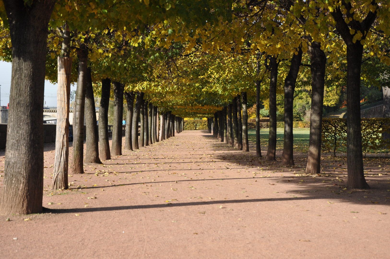 Herbstsonnenspiele in Dresden