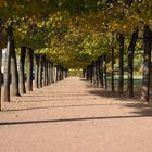 Herbstsonnenspiele in Dresden