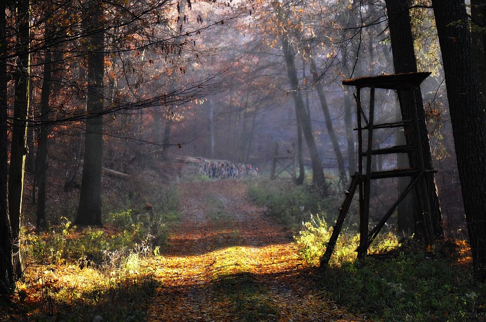 Herbstsonnenspur