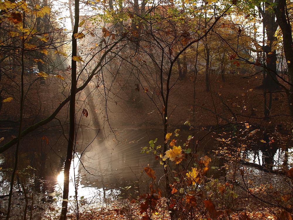 Herbstsonnenstrahleninterferenzlichtwellen