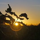 Herbstsonnenuntergang