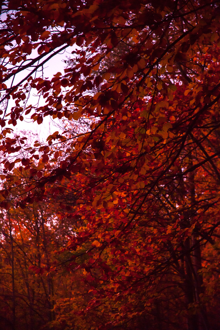 Herbstsonnenuntergang