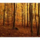 Herbstsonnenwald