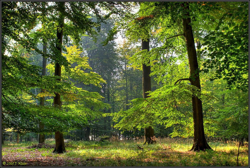 ... Herbstsonnenwald ...