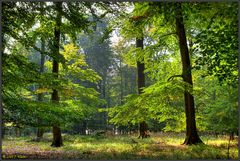 ... Herbstsonnenwald ...