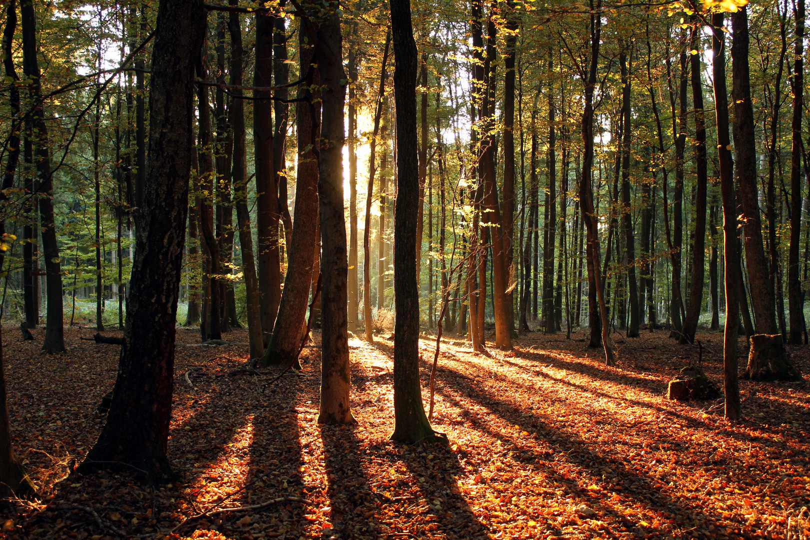 Herbstsonnenwald