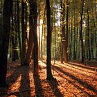 Herbstsonnenwald