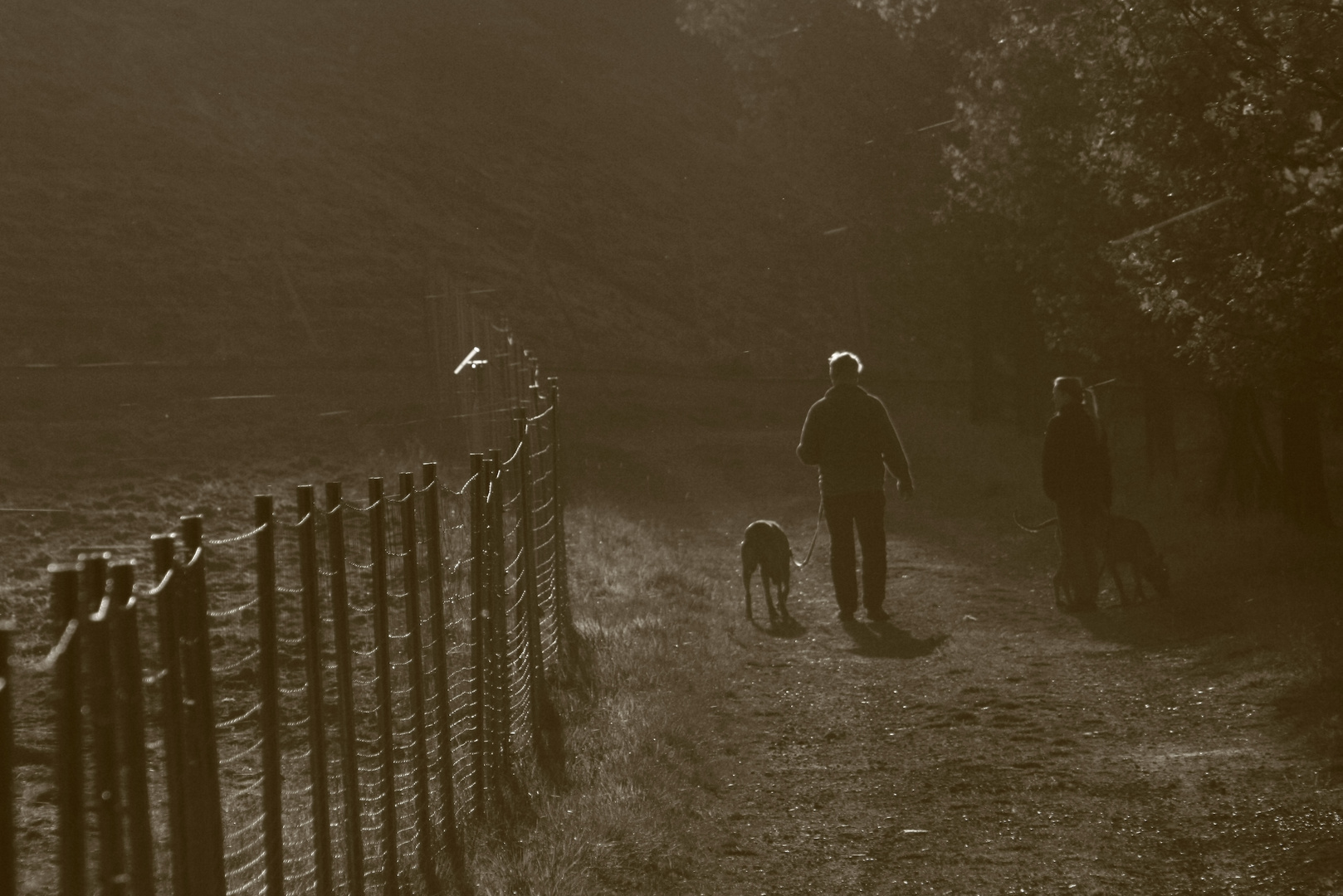 Herbstsonntagsnachmittagsspaziergang 2 (mit Hund)