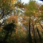 herbst..soweit der himmel reicht