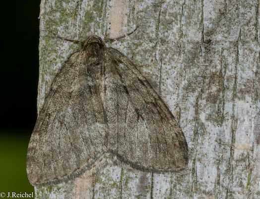 Herbstspanner ( Epirrita spec.)