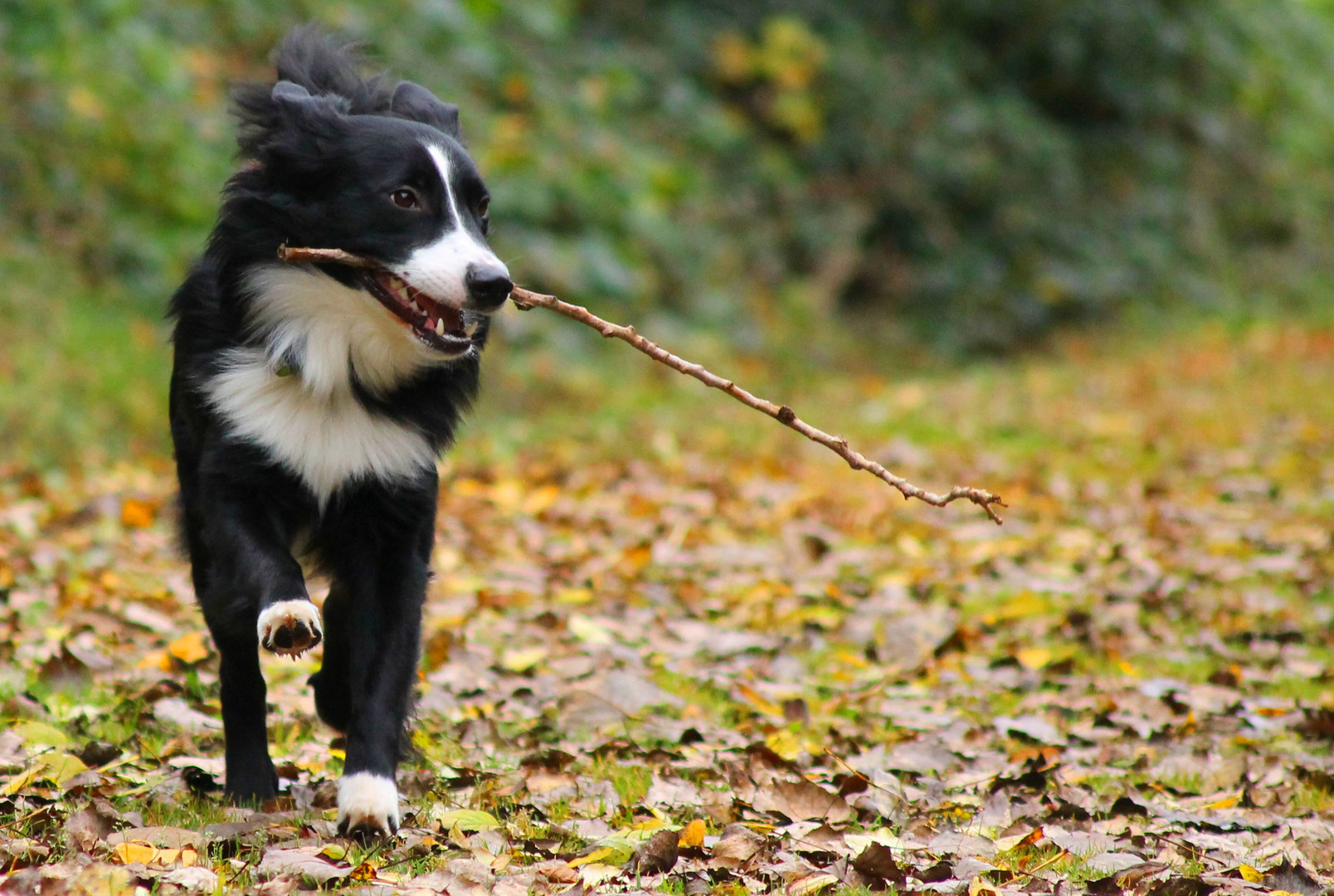 Herbstspaß