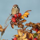 Herbstspatz