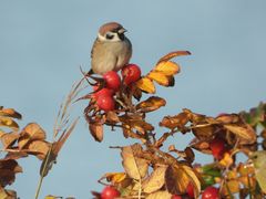 Herbstspatz