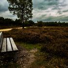 Herbstspaziegang in der Wacholderheide