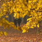 Herbstspaziergang