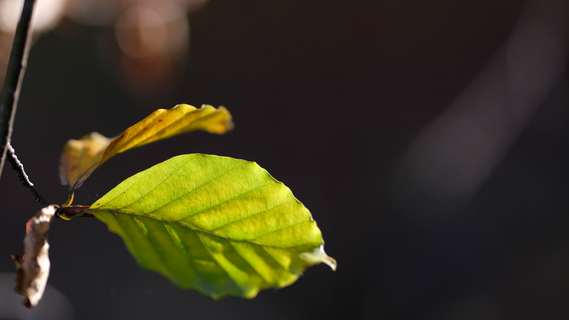 Herbstspaziergang